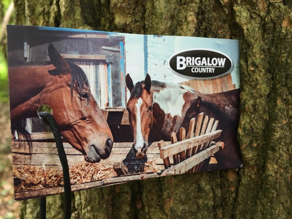 snap-button-shirt-guy-brigalow-country-card